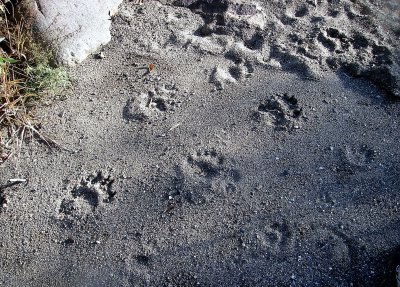 Bear Tracks on the East Fork