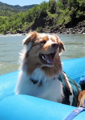 Happy Dog Skye Lea in the Eel River Wilderness