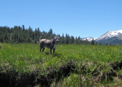 East Fork Carson