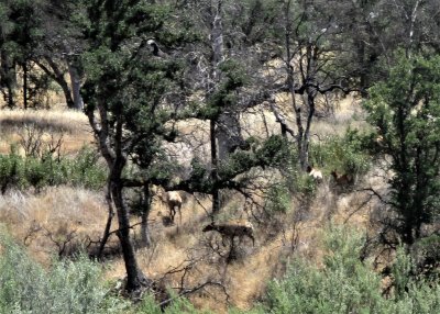 Elk in the Cache Creek Wilderness