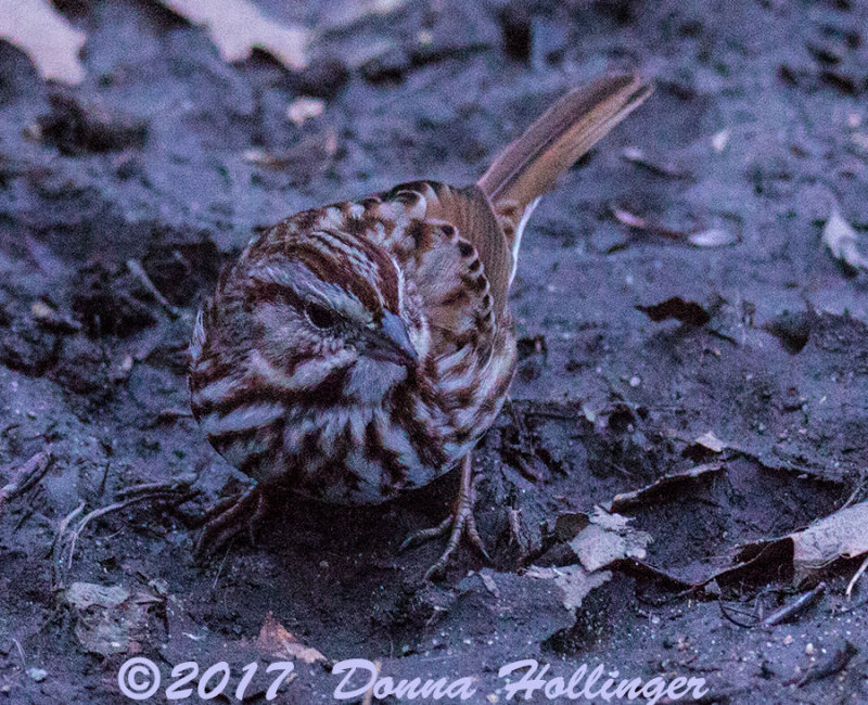 First Song Sparrow this year