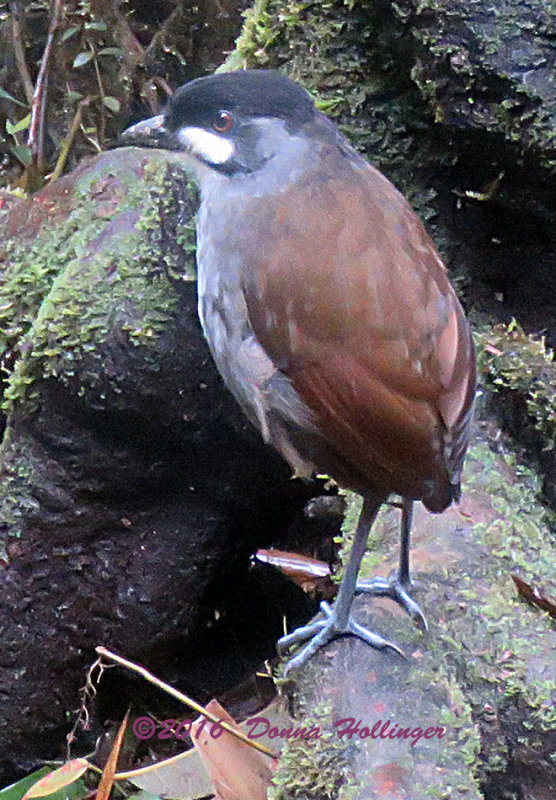 JocoToco Antpitta on the Forest Floor