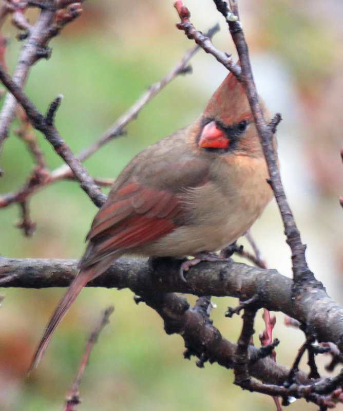 Female Cardinal in the Peach Tree