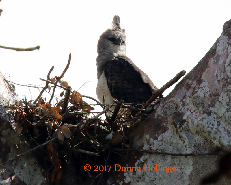 Crested Eagle