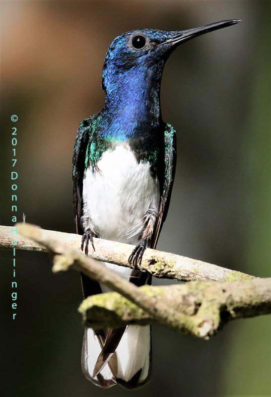 White Necked Jacobin Hummingbird