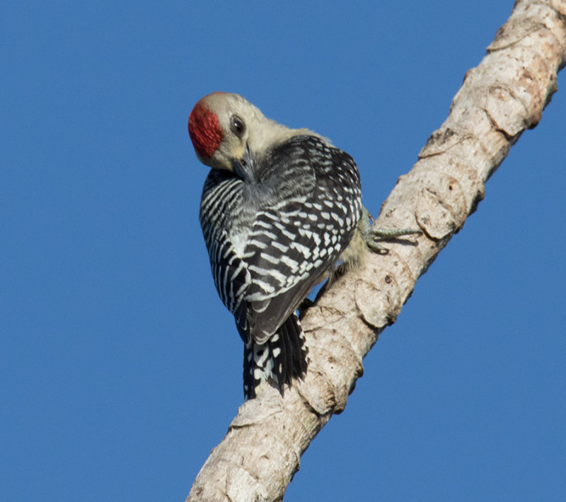 Red-Bellied Woodpecker