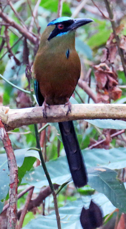 Blue-crowned Motmot