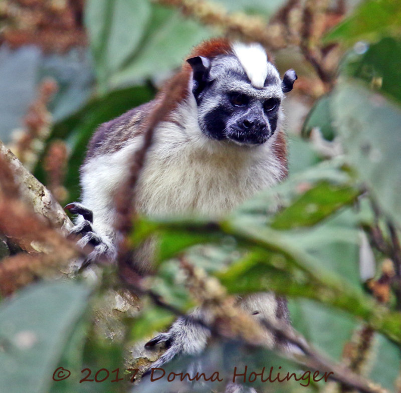 Geoffreys Tamarin on the move