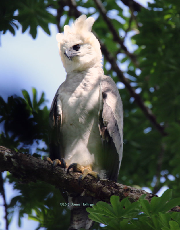 Harpy Eagle chick
