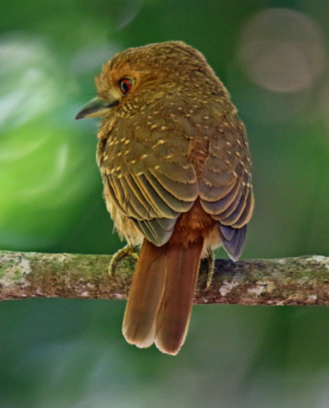 White Whiskered Puffbird (Malacoptila panamensis)