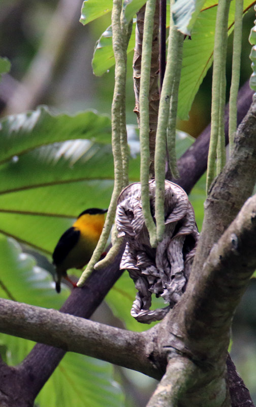 Golden-collared Manakin on Cecropia Fruit 