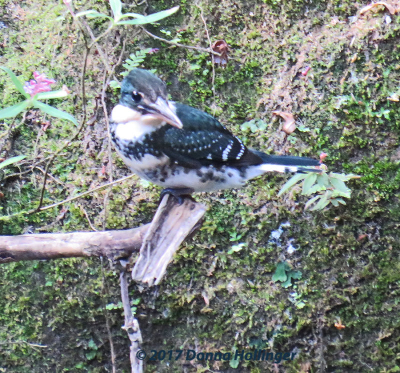 Green Kingfisher Female Adult