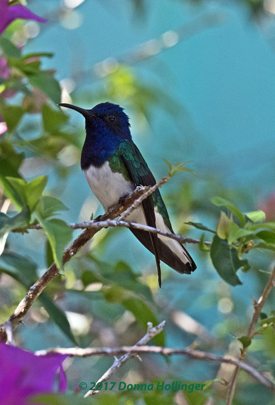 White-necked Jacobin Hummingbird