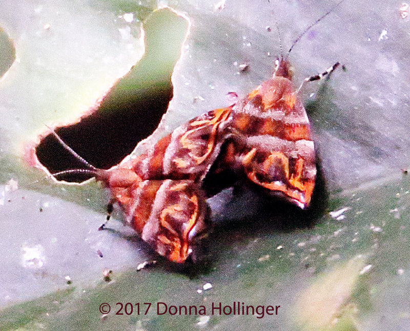 Very small moths mating