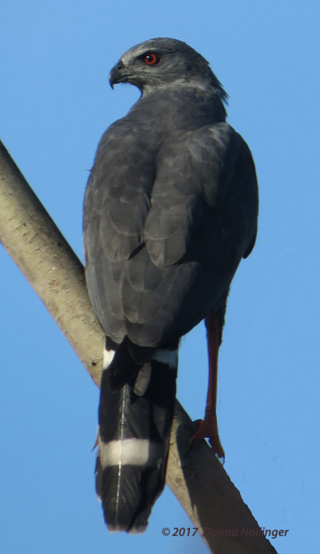 Crane Hawk (Geranospiza caerulescens)