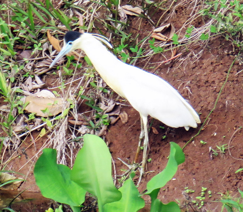 Capped Heron by a stream