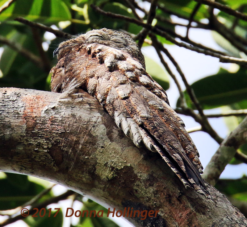 Common Potoo