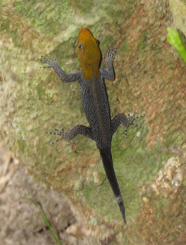 golden headed lizard