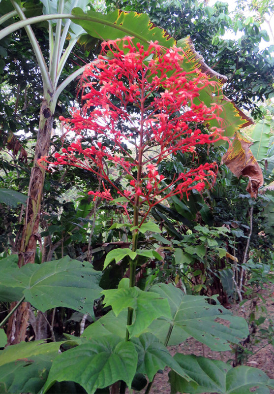 A Tree bursts into bloom at the Canopy Camp