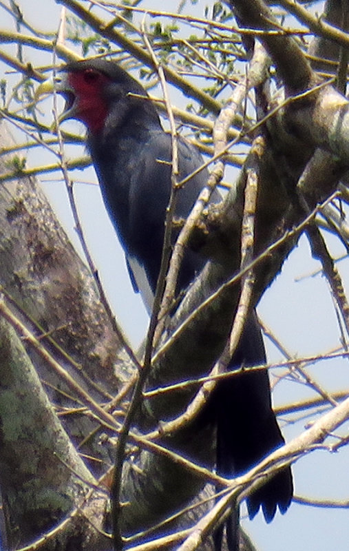 Red-throated Caracara (Daptrius americanus)