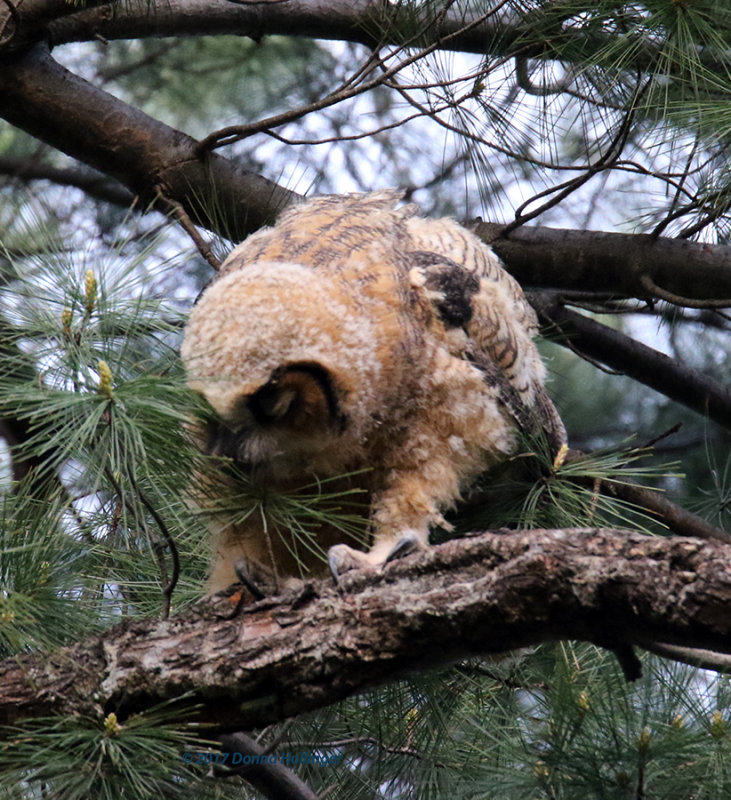 It looked like he was eating the pine needles