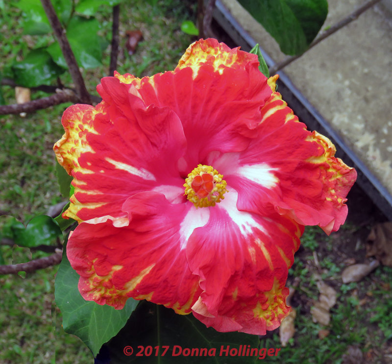 Hibiscus Flowering in the Darien
