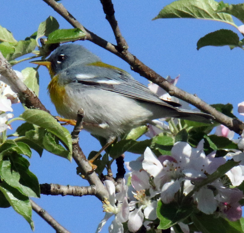 Northern Parula