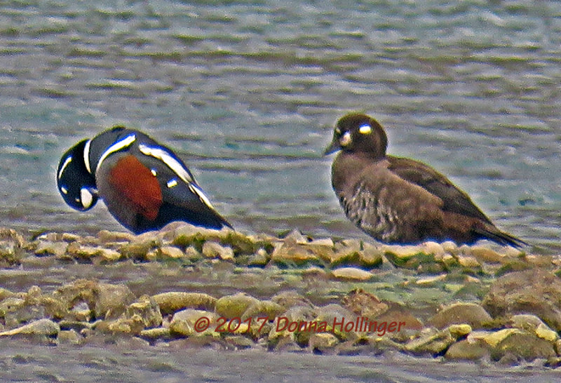 Male and Female Harlequin Ducks on Hvtrvatn 