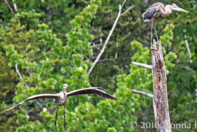 2 immature Herons