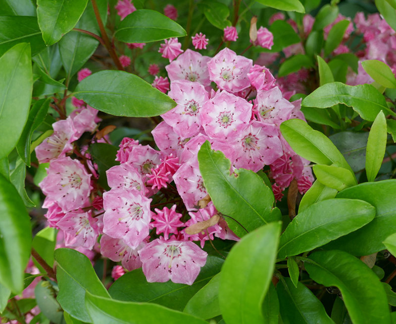 Olympic Fire Mountain Laurel