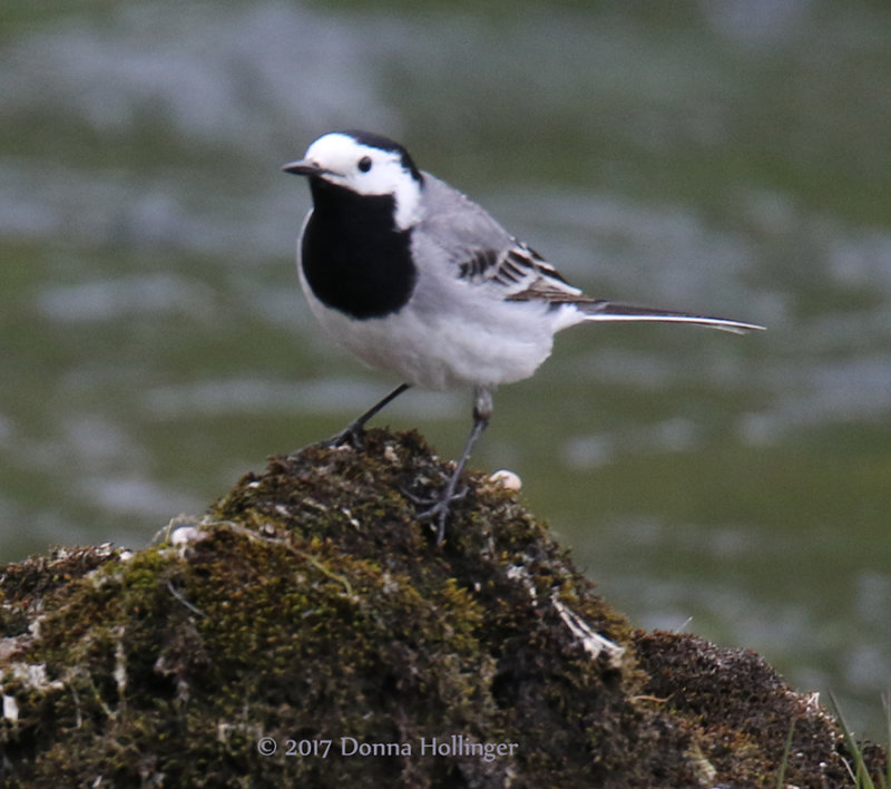 Wagtail