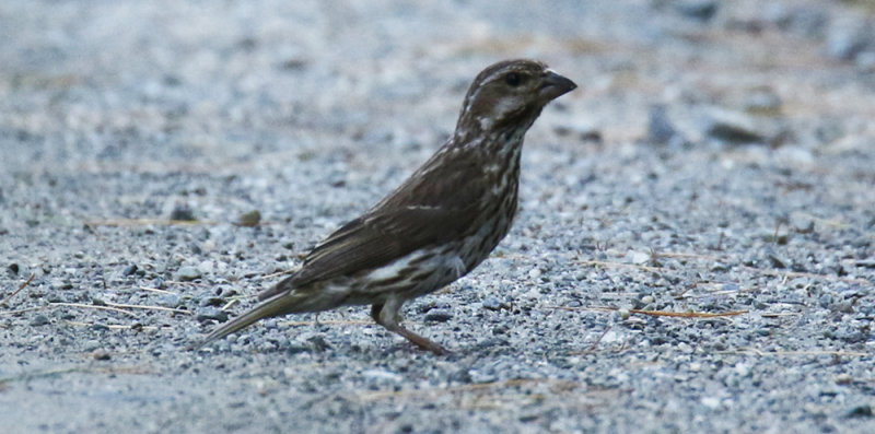 Immature Finch