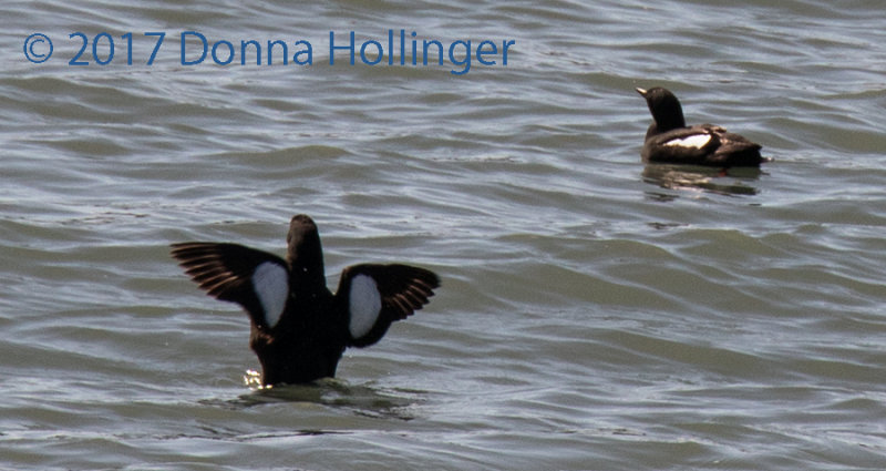 Black Guillemots