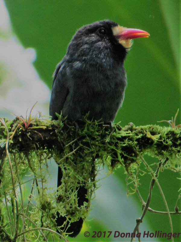 White Fronted Nunbird