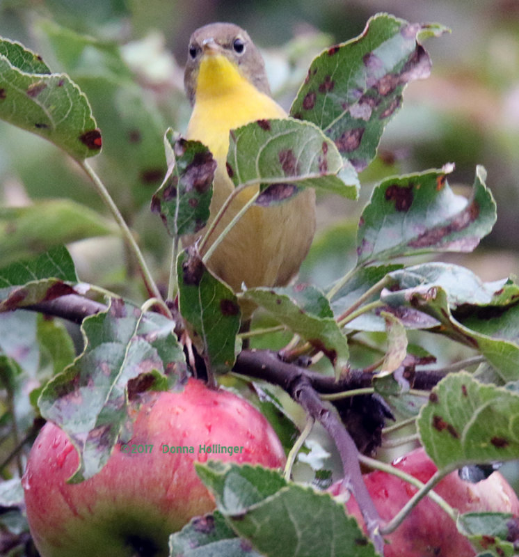 Possibly a Common Yellowthroat  immature