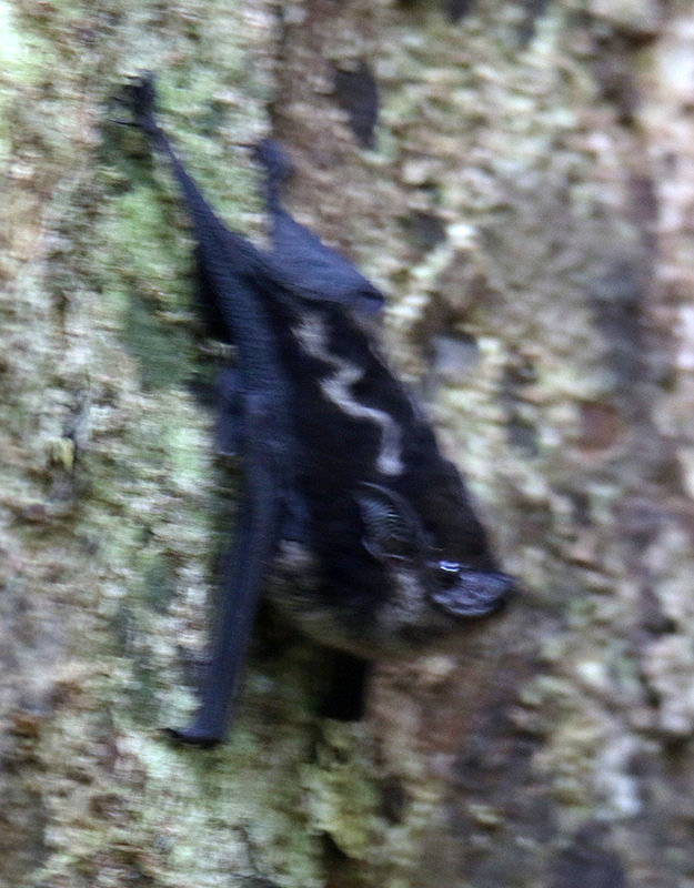 Panama Bat  (look at his ears!)