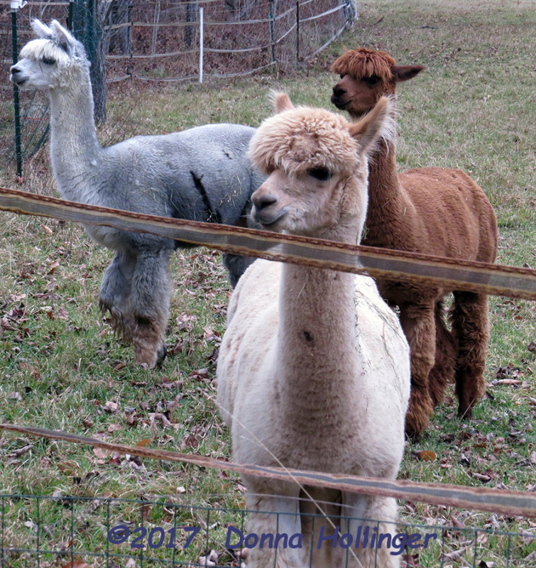 Alpacas At Wallaces Farm