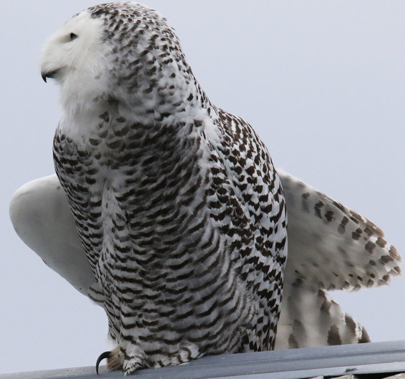 Snowy Owl Female