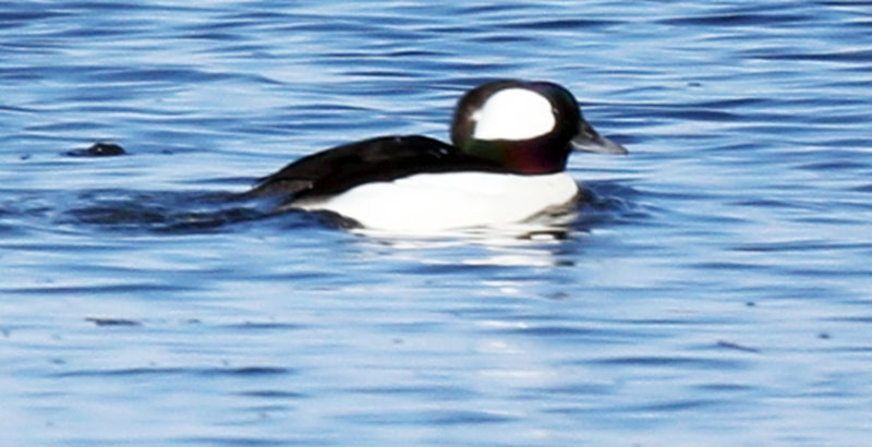 Bufflehead Male Swimming at the Parker River 