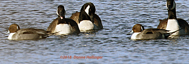 Two Pintail Ducks amongs the Canada Geese Flocks