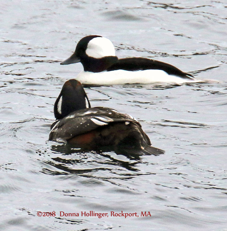 A Bufflehead and a Harlequin Duck in Rockport, MA