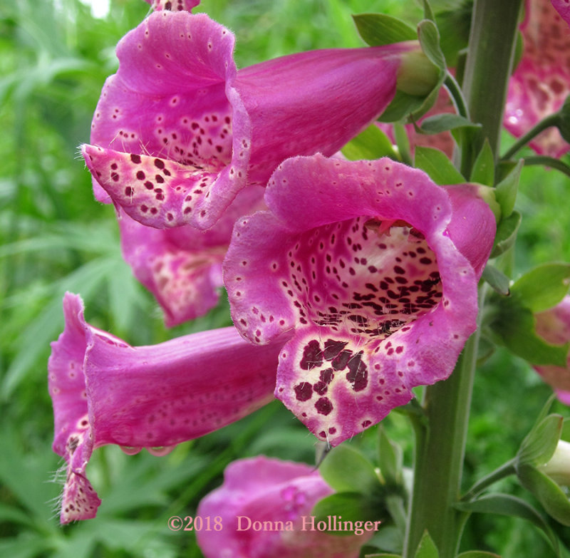 Foxglove