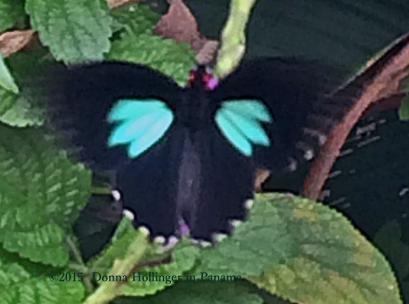 At Canopy Lodge, A butterfly on the Verbena