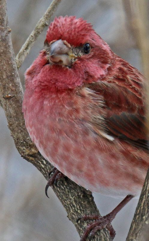 Purple Finch looking for Suet