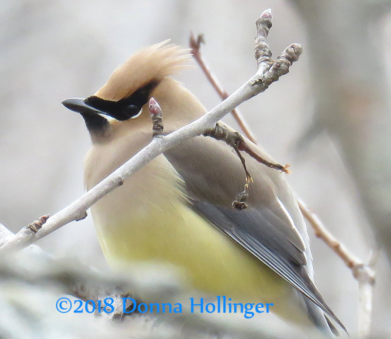 Yellow Belly Cedar Waxwing...