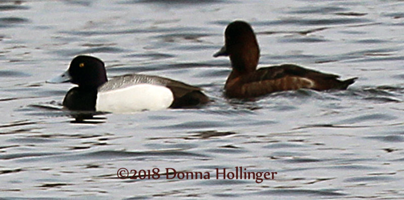 Lesser Scaup and Immature?