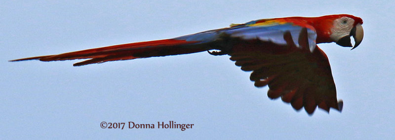 Scarlet Macaw (Ara macao) Flying By
