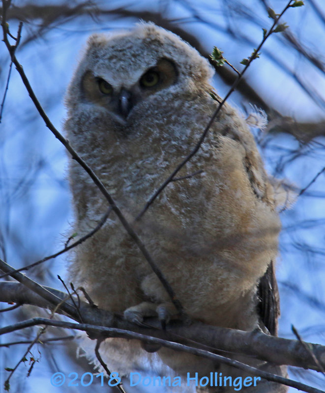 Great Horned Owlette