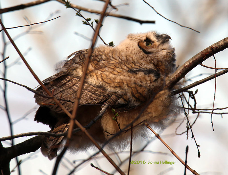 Immature Great Horned Owlette