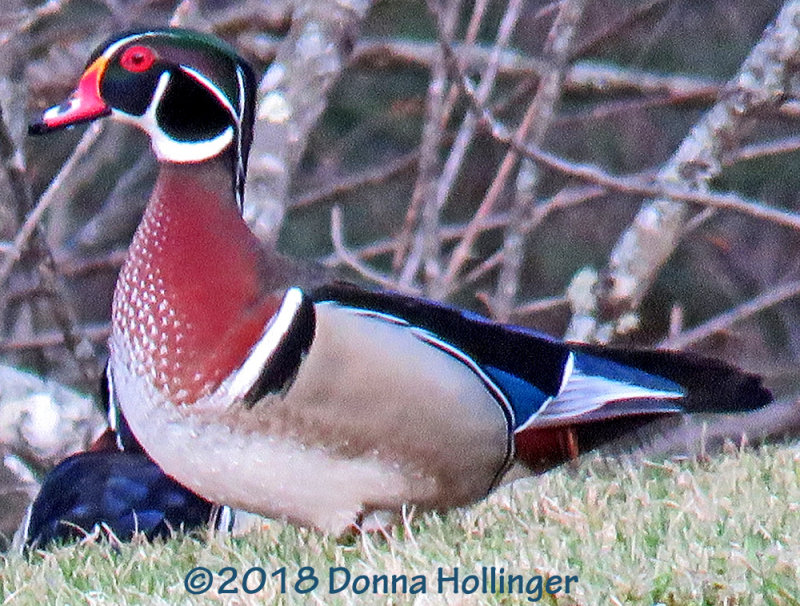 Male Woodduck